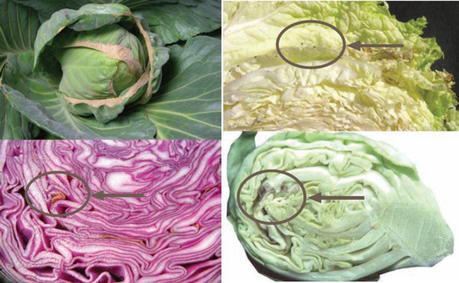 Internal browning in Brussels sprouts and tipburn in white, red and Chinese cabbage.