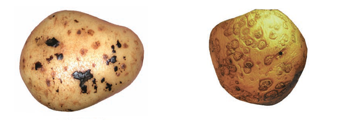 Siyah kepek ve tozsu uyuz uyuzu