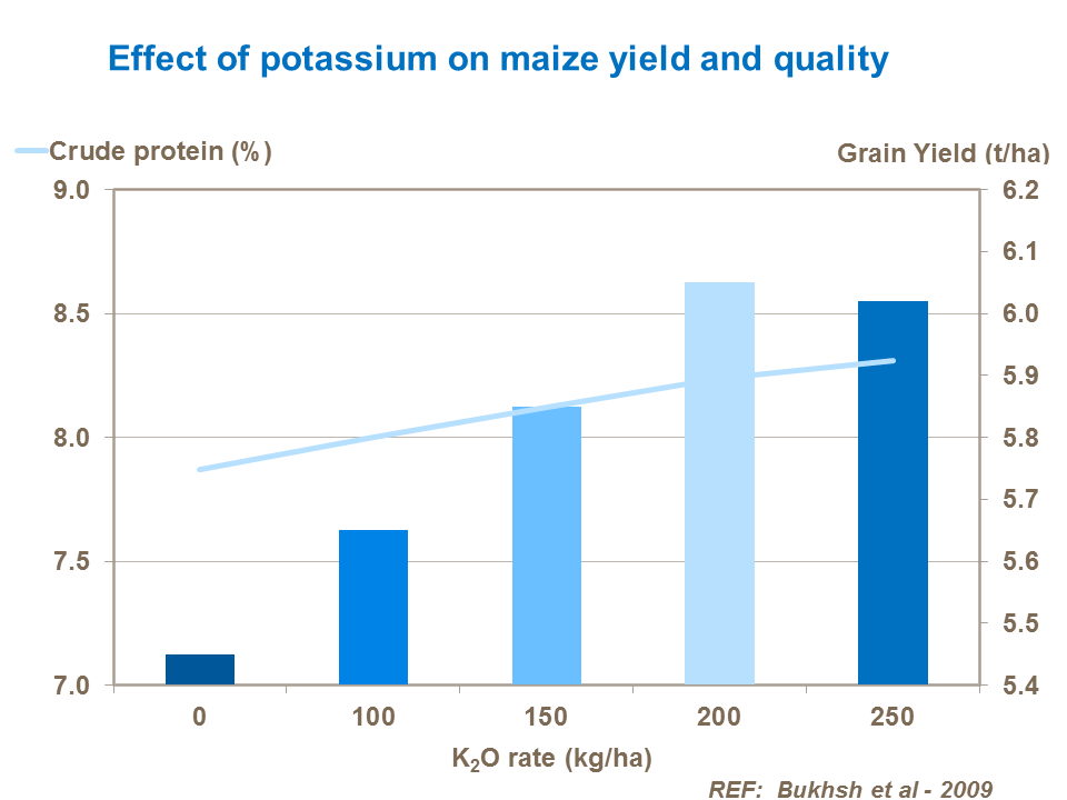 Effect of potassium on grain maize yield