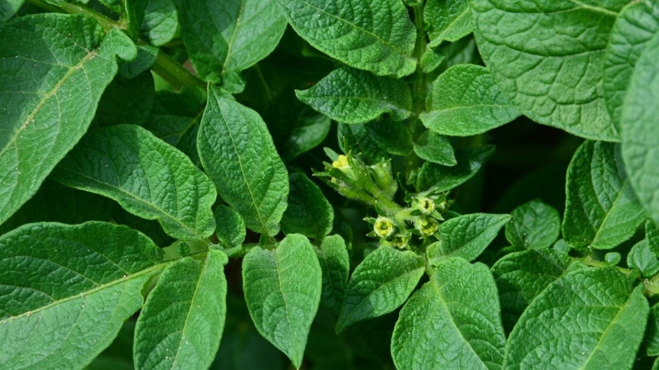   Patates bitkisi beslenme programları