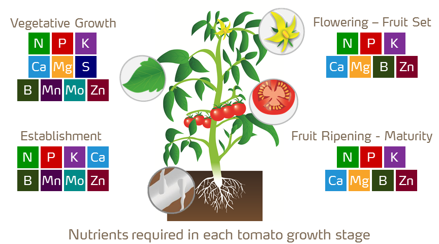 nutrients required by tomato growth stages
