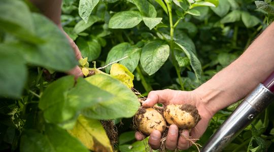 Potatoes being picked out the field by the farmer